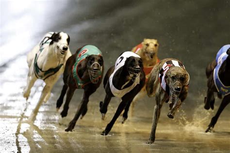 greyhound betting.